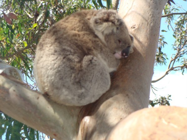 Koalas at last!