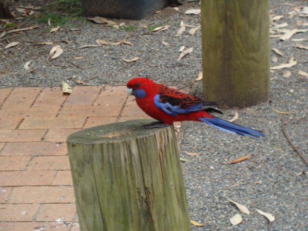 Coloured bird