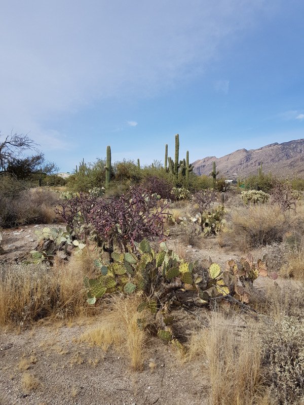 Interesting vegetation in Sabino Canyon