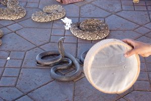 Snakes in the International market Marrakech