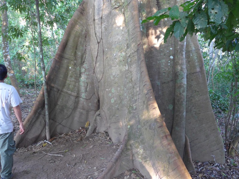Fig tree buttress roots