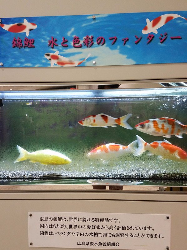 Koi Fish in the Hiroshima Airport