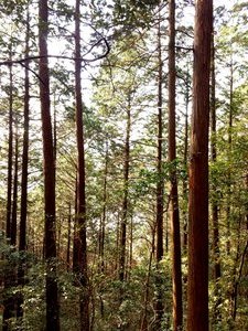 Woods of Mt Yokoyama
