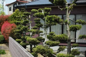 Landscaping in Iwakuni