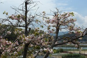 Some Cherry Blossoms are Still in Bloom in Iwakuni
