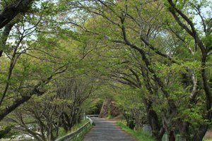 Walking Path in Iwakuni