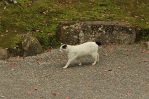 Stray cat on the Kikkawa Trail