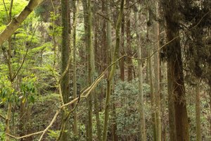 Dense Forest of Mt Yokoyama