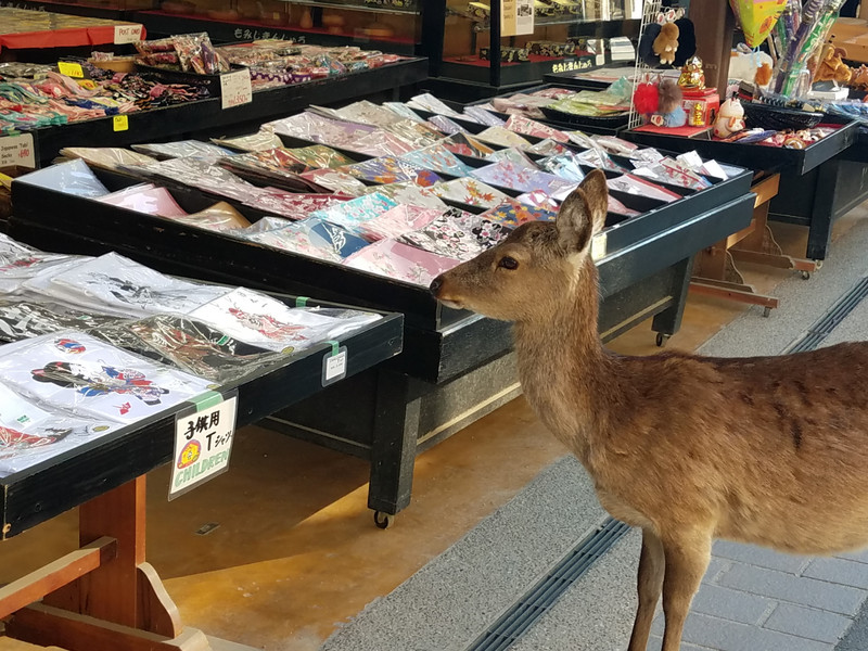 They are frequent visitors to Miyajima's many shops