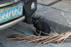 Cats of Manila