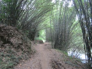 Bambus Tunnel