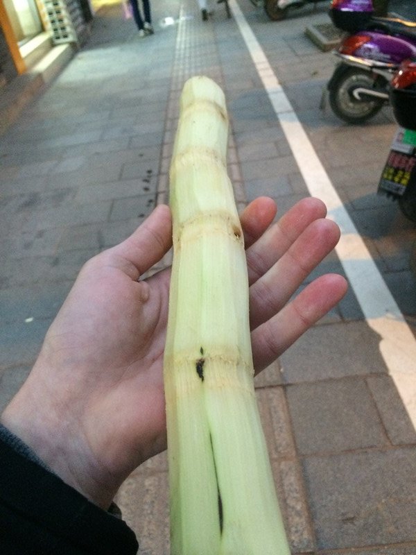 Harter, aber leckerer Bambus