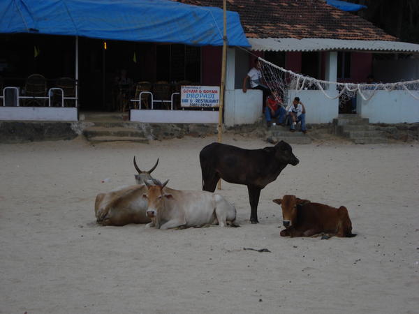 Cows chillin on Palolem beach