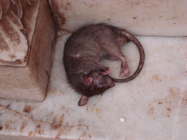A holy rat in the temple at Deshnok