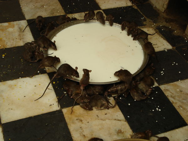 Rat's drinking milk in temple at deshnok