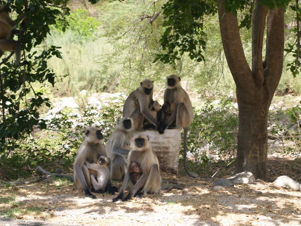 Family of black faced langur monkeys in Ranakpur