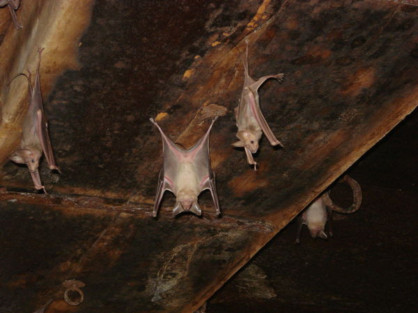 Bats in Jaisalmer