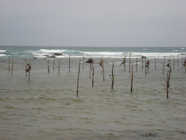 The Sri Lankan stick fisherman