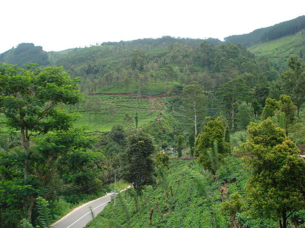Hills full of tea plants