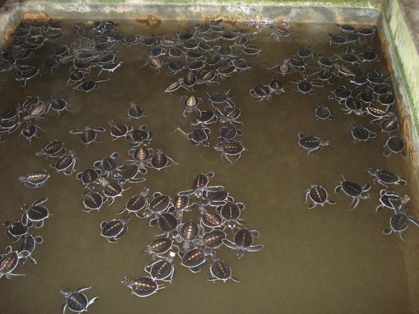 1 day old Turtles