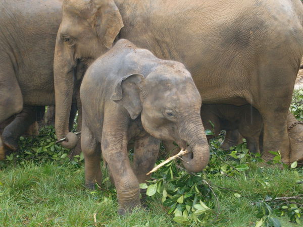 Baby Elephant at the Orphanage