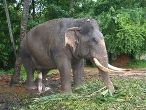 Blind Elephant at Pinnawala orphanage.