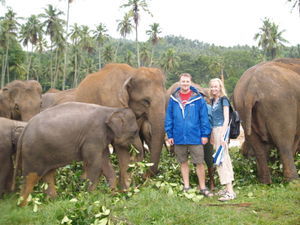 Elephants everywhere!