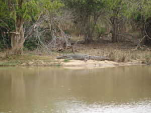 Croc in Yala National park