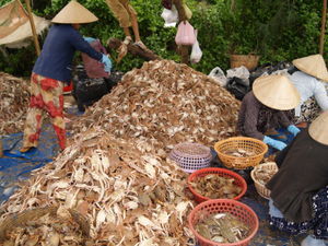 Lots of crab in Mui Ne