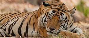 Interesting-Facts-About-Tigers