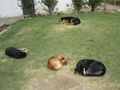 Solar dogs, Bhutan
