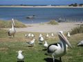 Kalbarri pelicans