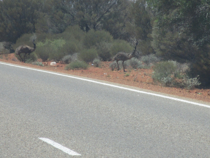 Two emus!