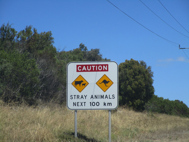 Stray animals