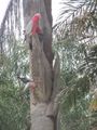 Nesting parrot birds