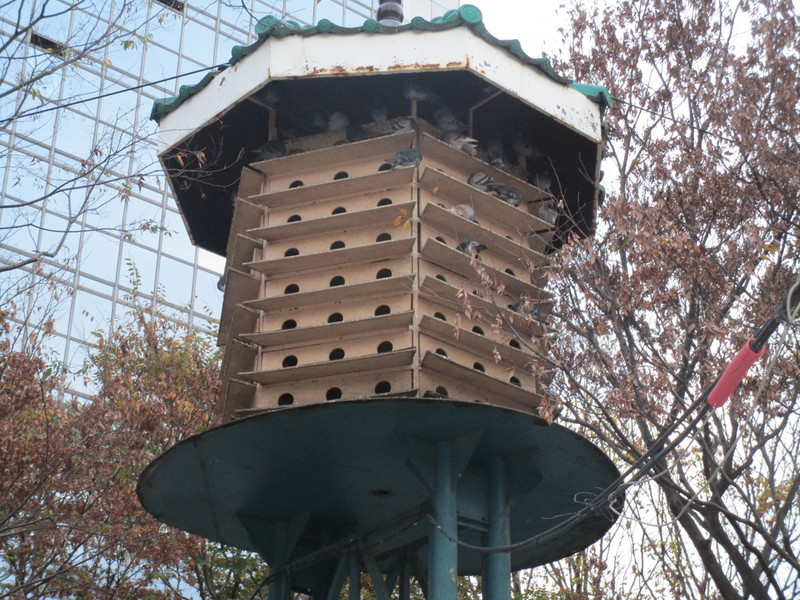 Korean birdbox