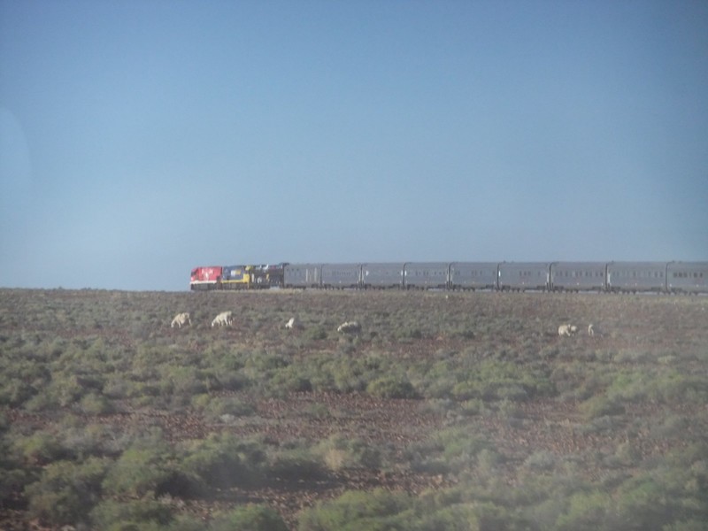 Rounding a bend - the front of The Ghan from the rear