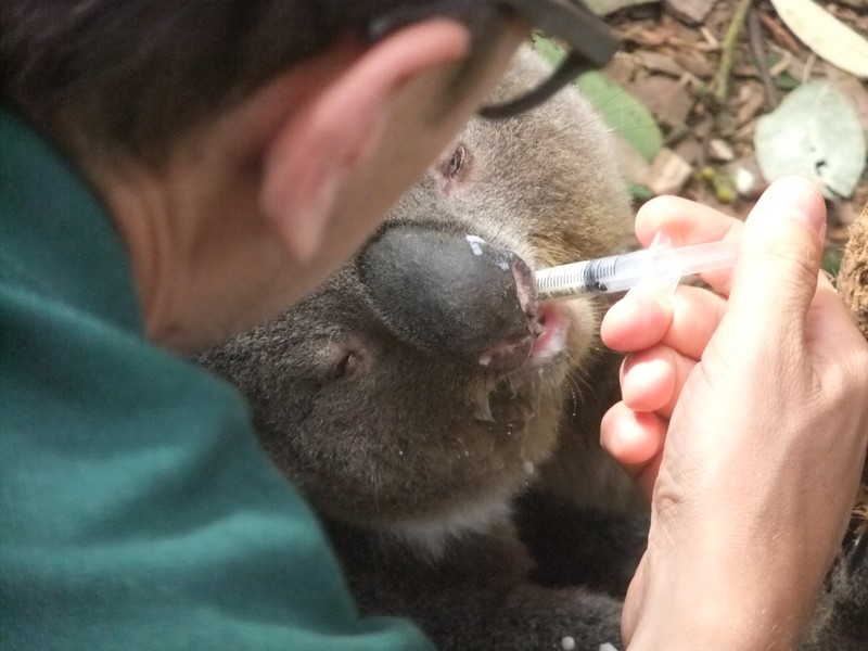 Koala feeding time