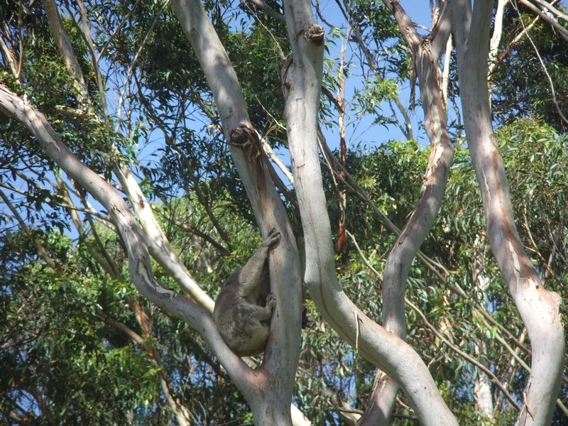 Tree hugging wild koala