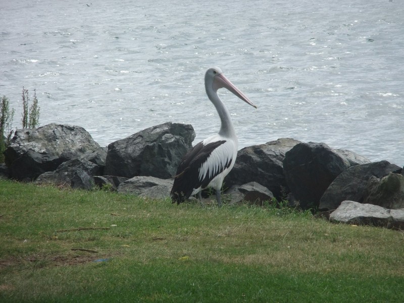 PMac pelican