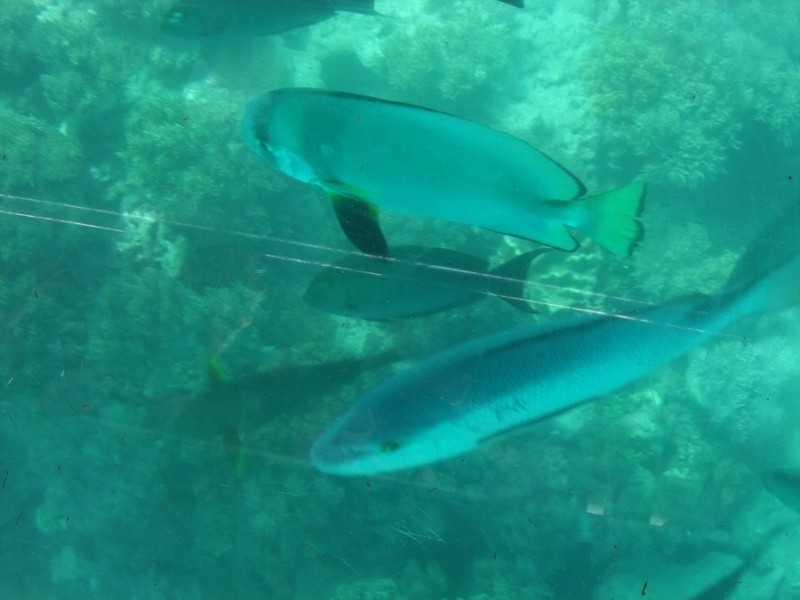 Barrier reef fish