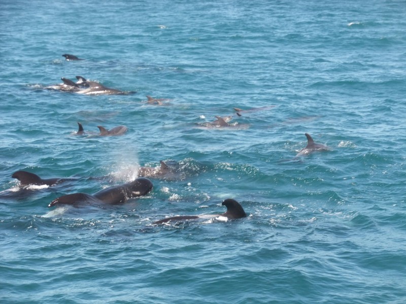 Pilot whales and bottlenose dolphins