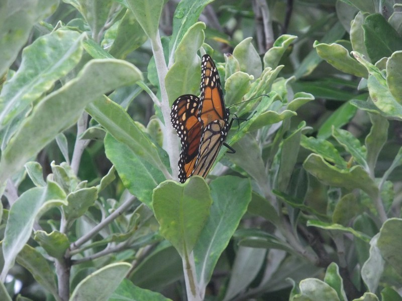 Monarch, 2