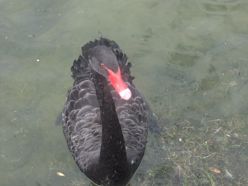 NZ black swan