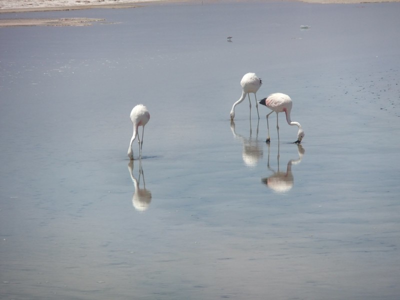 Chaxa flamingos