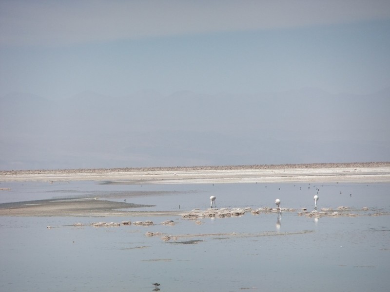 Chaxa salt flats and flamingos
