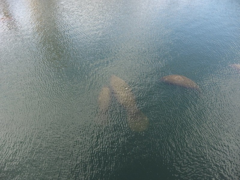 And yet more manatees!