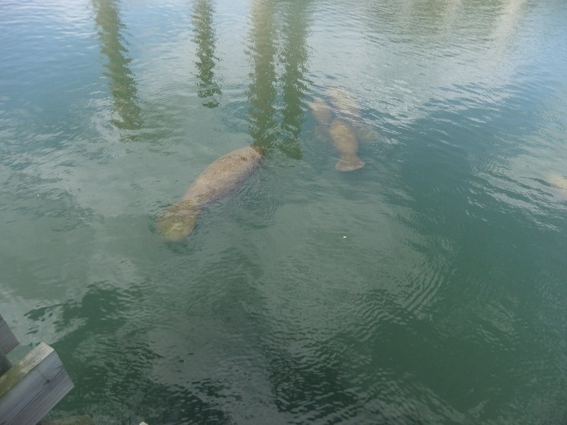 Manatees and power plant
