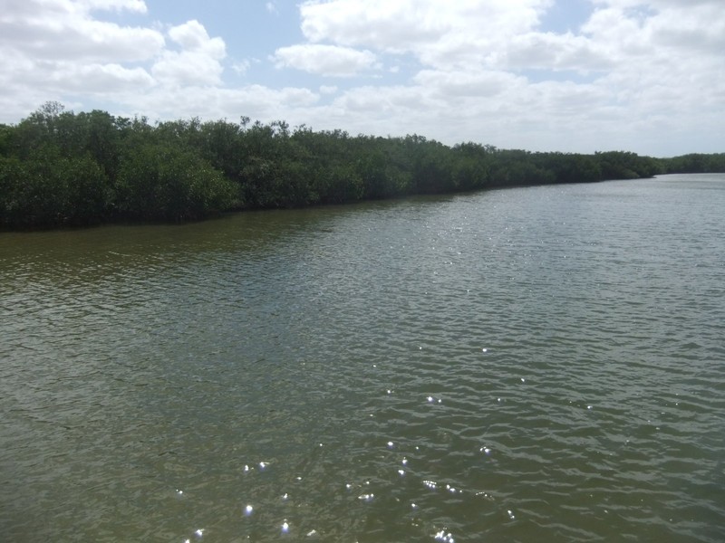 TECO wetland area, Tampa