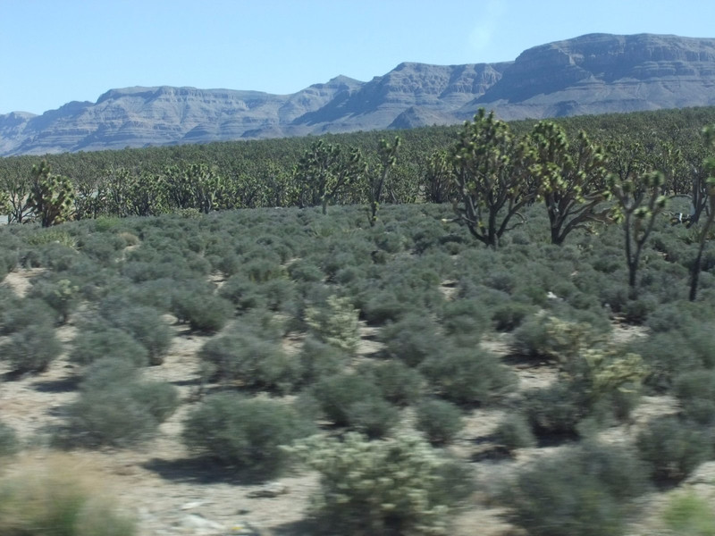 American desert